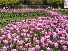 -上海鲜花港