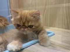 -屋虎猫馆(宝安大仟里店)