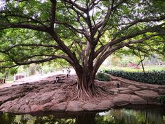 -晓港公园