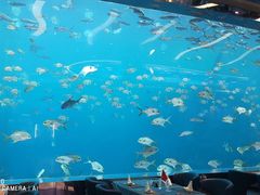 -瑞德姆美人鱼海底演艺主题餐厅(亚龙湾店)