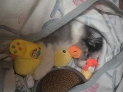 -佳怡动物医院·平价24小时·猫专科骨外科