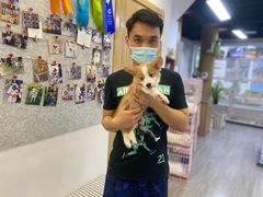 -萌宠之家·腊肠犬·马尔泰·小体犬舍