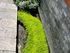 -恩阳古镇