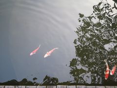 -花果山庄•现烤荔枝柴烧鹅