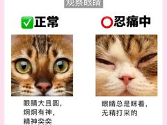 -博特宠物医院24h犬猫全科.骨科·异宠
