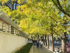 -三里屯东五街银杏大道