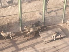 -青藏高原野生动物园