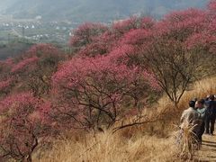-新建村梅花