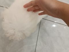 -柴犬小屋·柴餐厅·狗咖食堂(金鼎广场店)