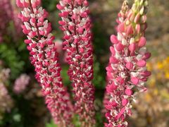 -上海滨江森林公园