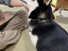 -逗柴咖啡屋·狗咖猫咖宠物桌游