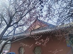 -桃花堤公园