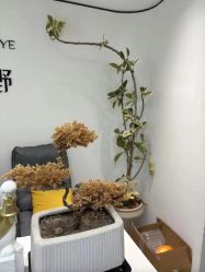 -张小野·专业半永久纹眉