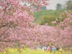 -天适樱花悠乐园