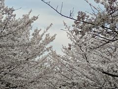 -高东镇樱花园