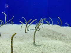 -上海海洋水族馆