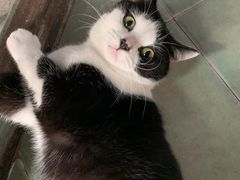 -喵屿·大理花园猫咖