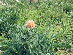 -北京鹫峰国家森林公园