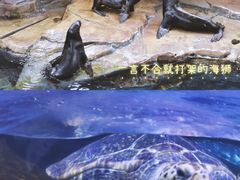 -海合安武汉极地海洋公园