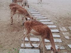 -北京麋鹿生态实验中心