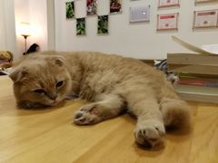 大傻-咖法森林·咖啡  酒吧(天河店)