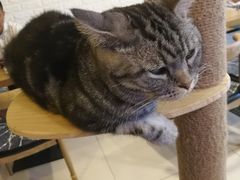 -平行世界·猫咖(首经贸店)
