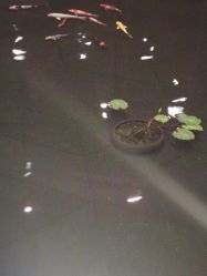 -厦门海景洲际酒店·宴会厅