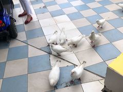 -百万葵园
