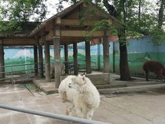 -成都动物园