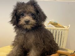 -有喵·猫咖·狗咖·40+猫狗有小奶狗(岗厦店)