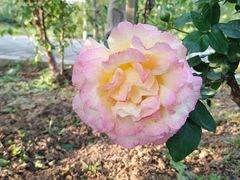 -石家庄市植物园