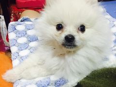 -芭比堂动物医院·犬猫全科·异宠专科(雁塔分院)
