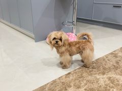 -FAELING PETS美天灵宠物(合生汇店)