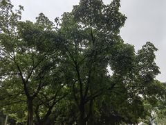 -四川大学(望江校区)