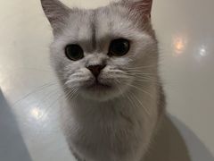 -豆逗聊愈猫阁Easy Life