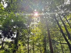 -天目山大树王景区