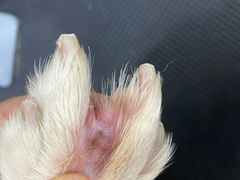 -瑞派·爱瑞可动物医院·口腔专科(广华新城分院)