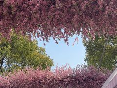 -南汇桃花村