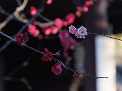 -沧浪亭