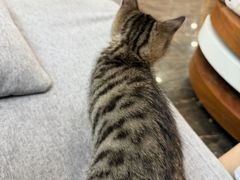 -宠爱国际动物医院·消化内科·心肾内科·ISFM猫友好(望京店)