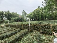 -野蔓果·山野菜(西湖景区·龙井茶田店)