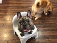 -柯斗斗主题餐厅·狗咖·围炉煮茶·茶饮(国瑞升平里店)