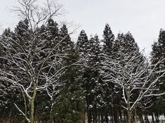 -武陵山森林公园