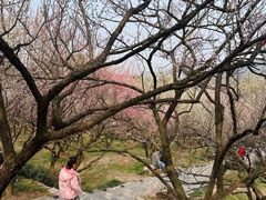 -香雪海