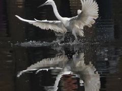 -重庆彩云湖湿地公园