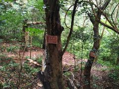 -普陀山风景名胜区-法雨禅寺
