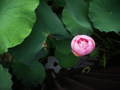 -陈家山荷花公园
