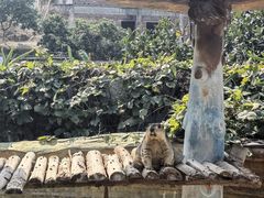 -泉州海丝野生动物世界