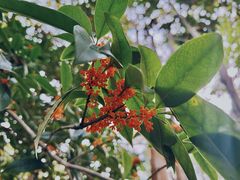 -金鸡湖桃花岛