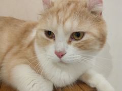 -Heymao猫咖.咖啡厅(东门店)